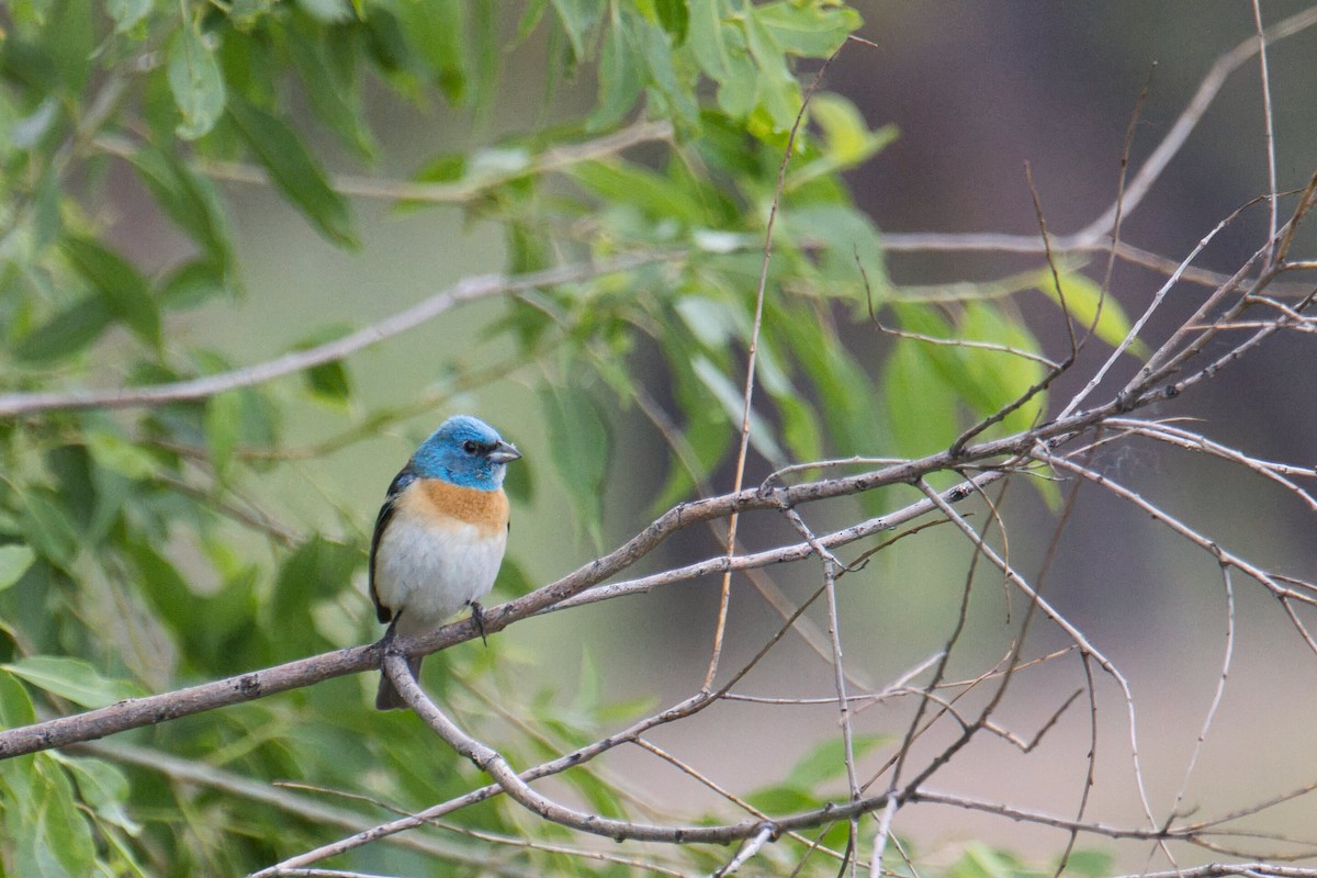 Lazuli Bunting - ML638359385