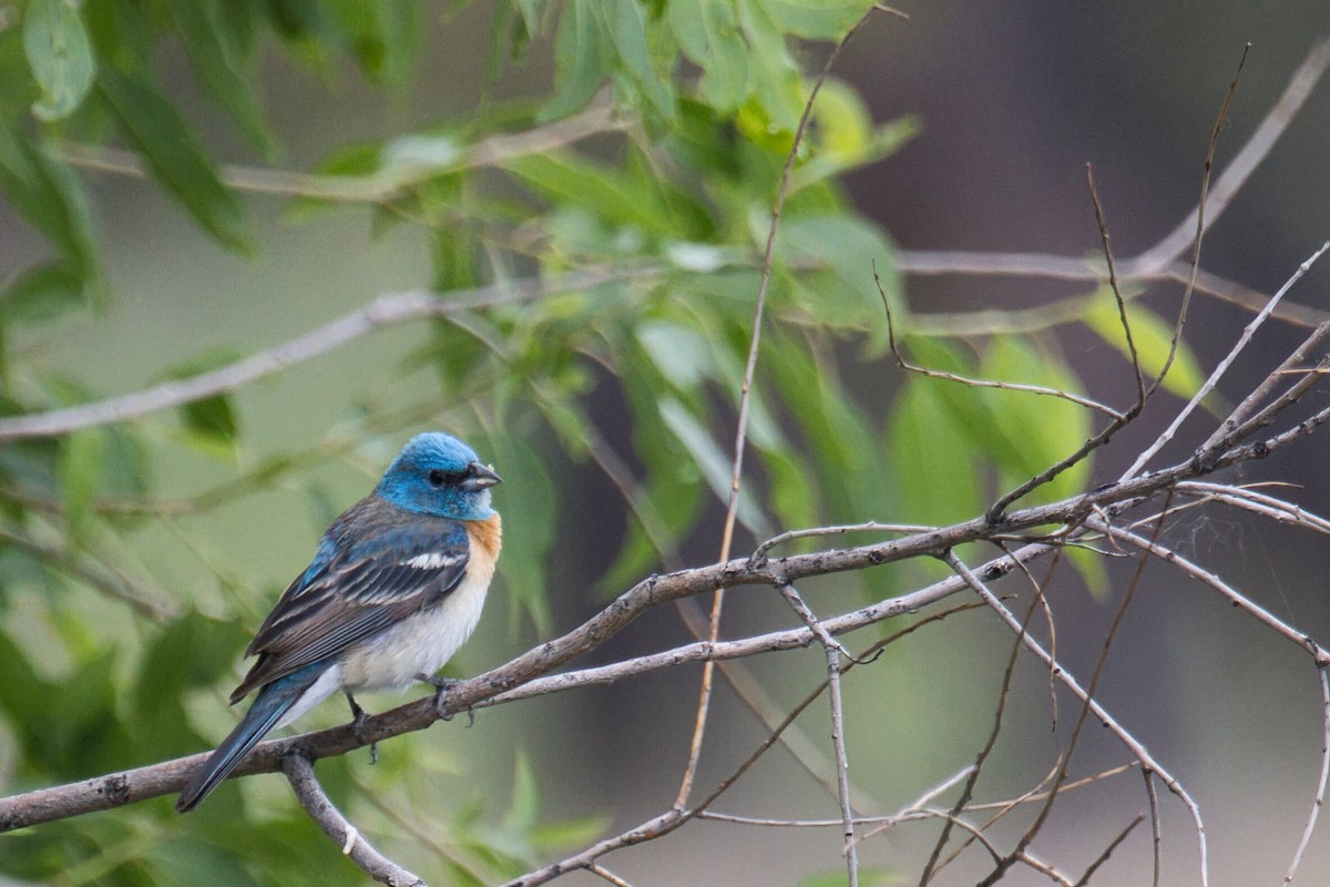 Lazuli Bunting - ML638359386