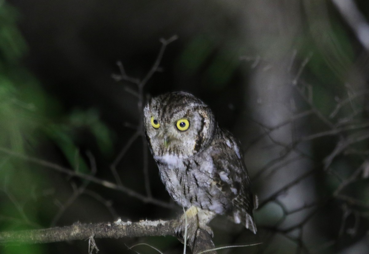Eastern Screech-Owl (McCall's) - ML638359394