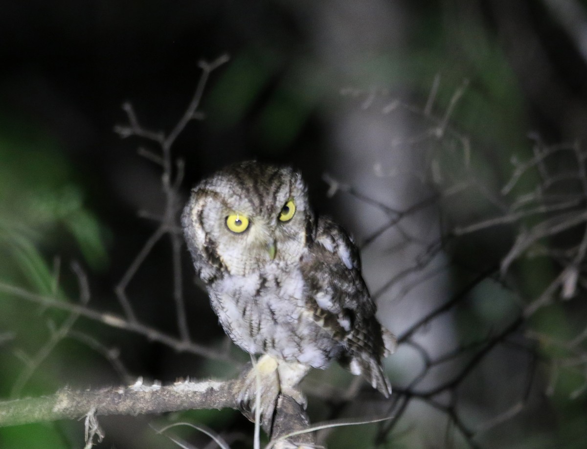 Eastern Screech-Owl (McCall's) - ML638359395