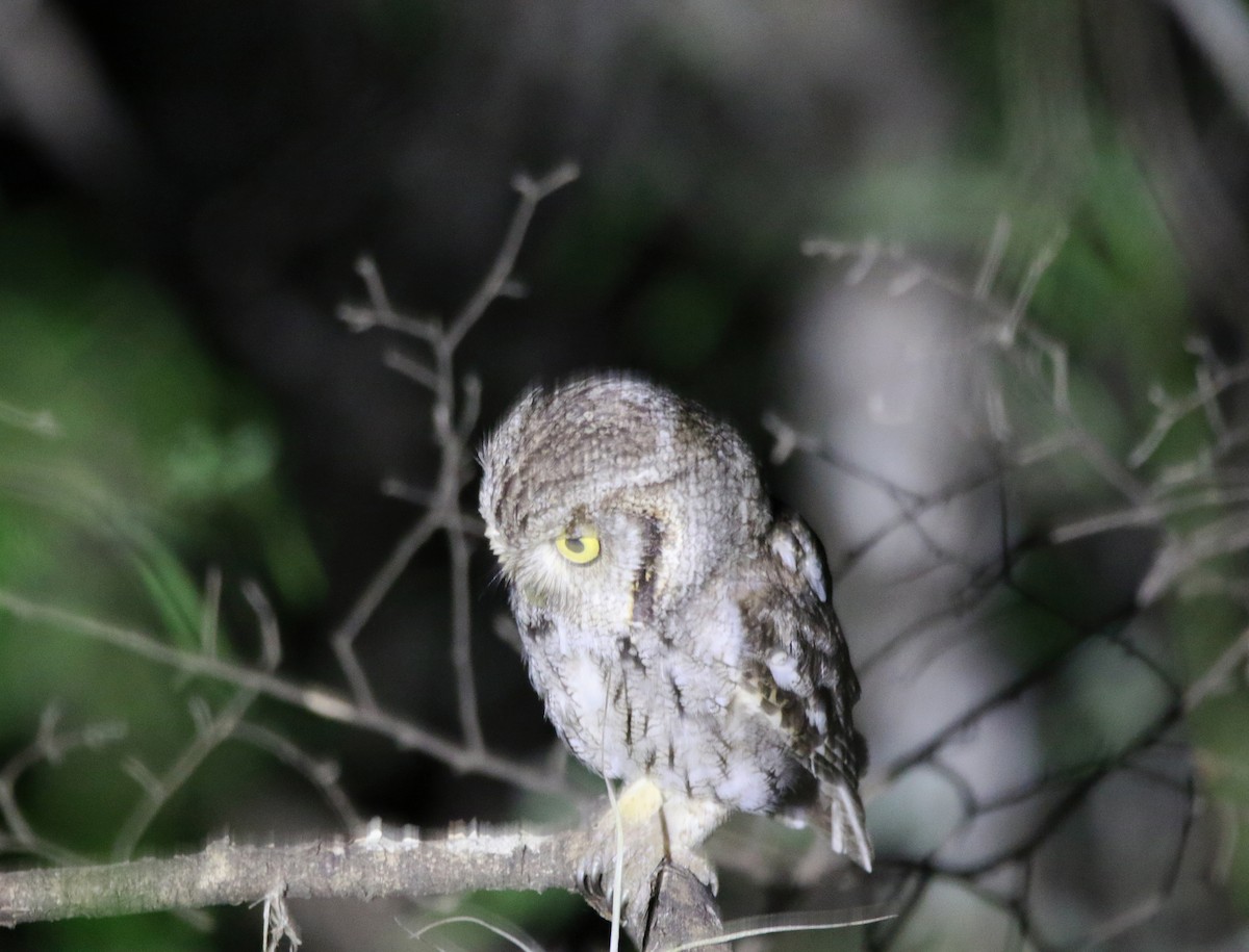 Eastern Screech-Owl (McCall's) - ML638359396