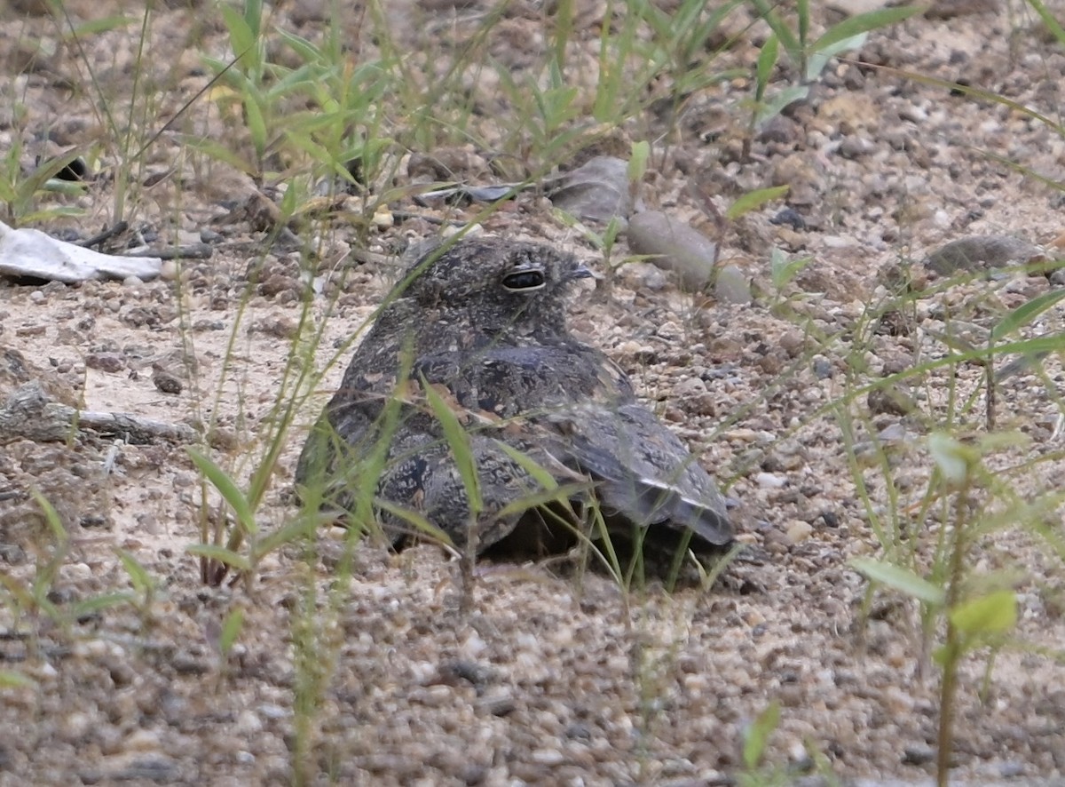 Savanna Nightjar (Northern) - ML638359400