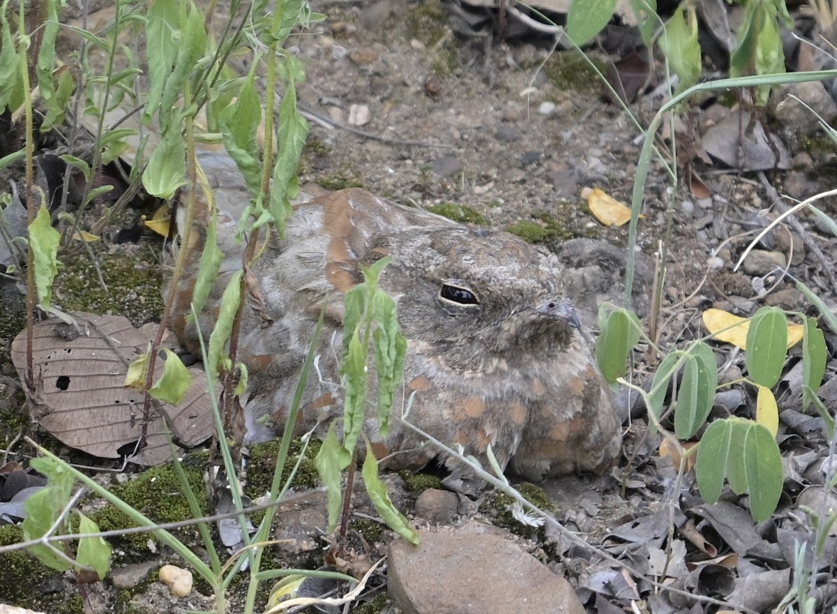 Savanna Nightjar (Northern) - ML638359401