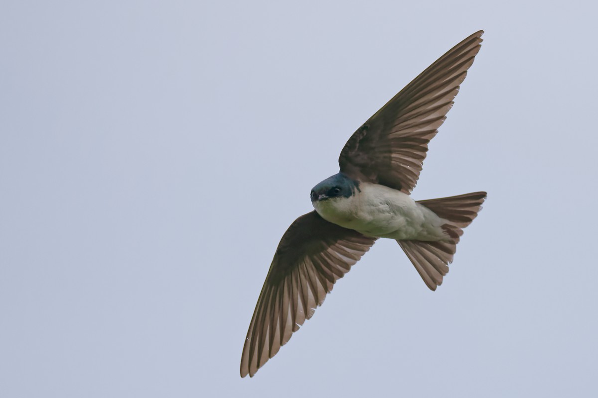 Golondrina Bicolor - ML638359402