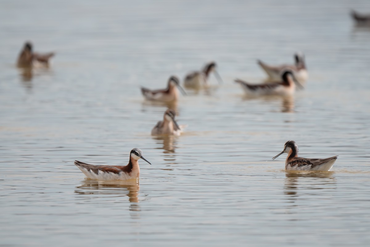 hvithalesvømmesnipe - ML638359403