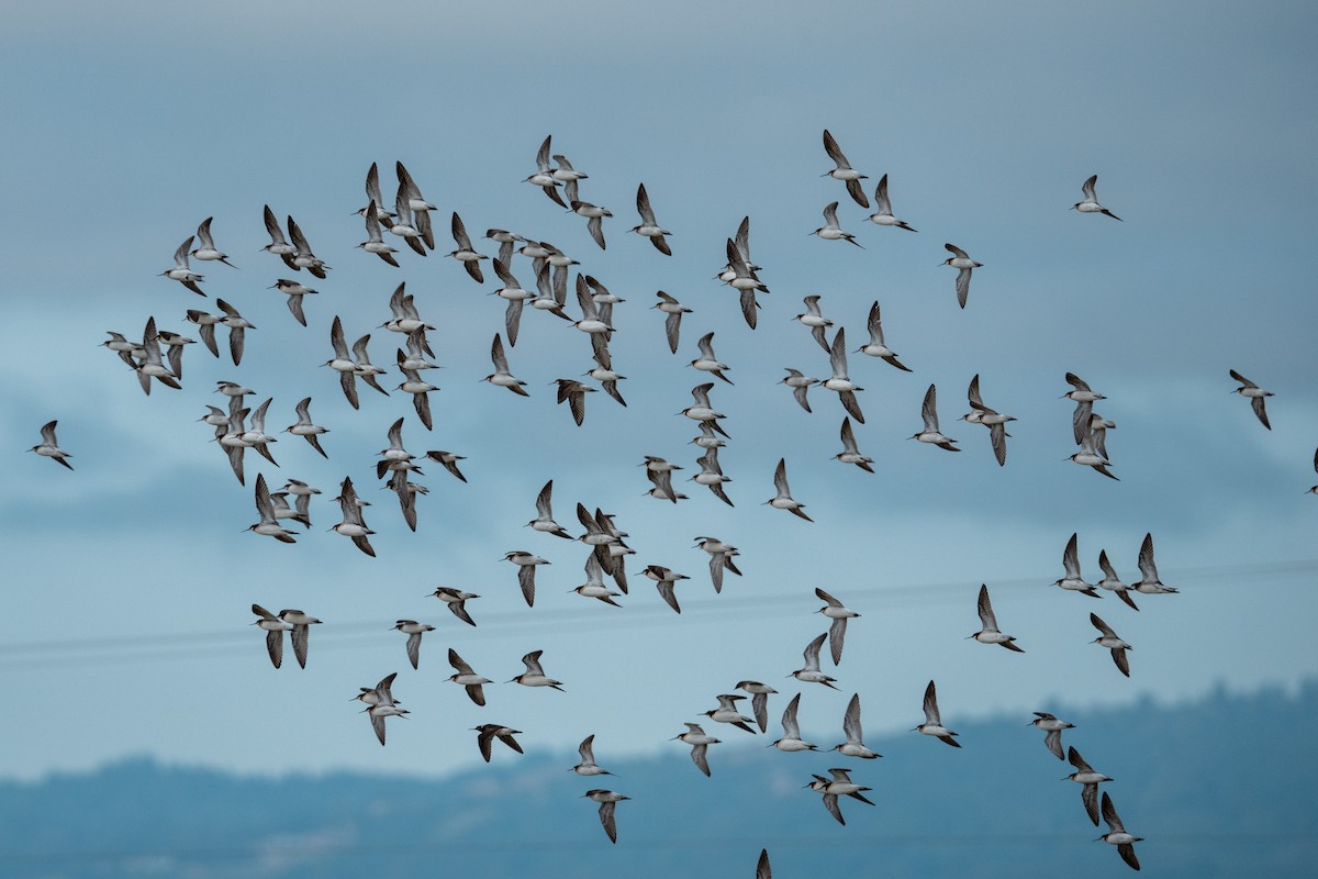 hvithalesvømmesnipe - ML638359404