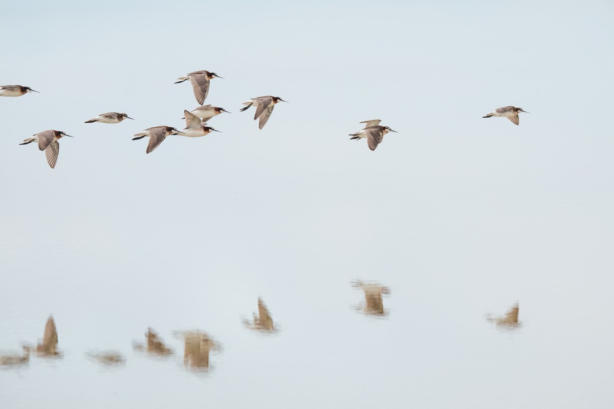 hvithalesvømmesnipe - ML638359406