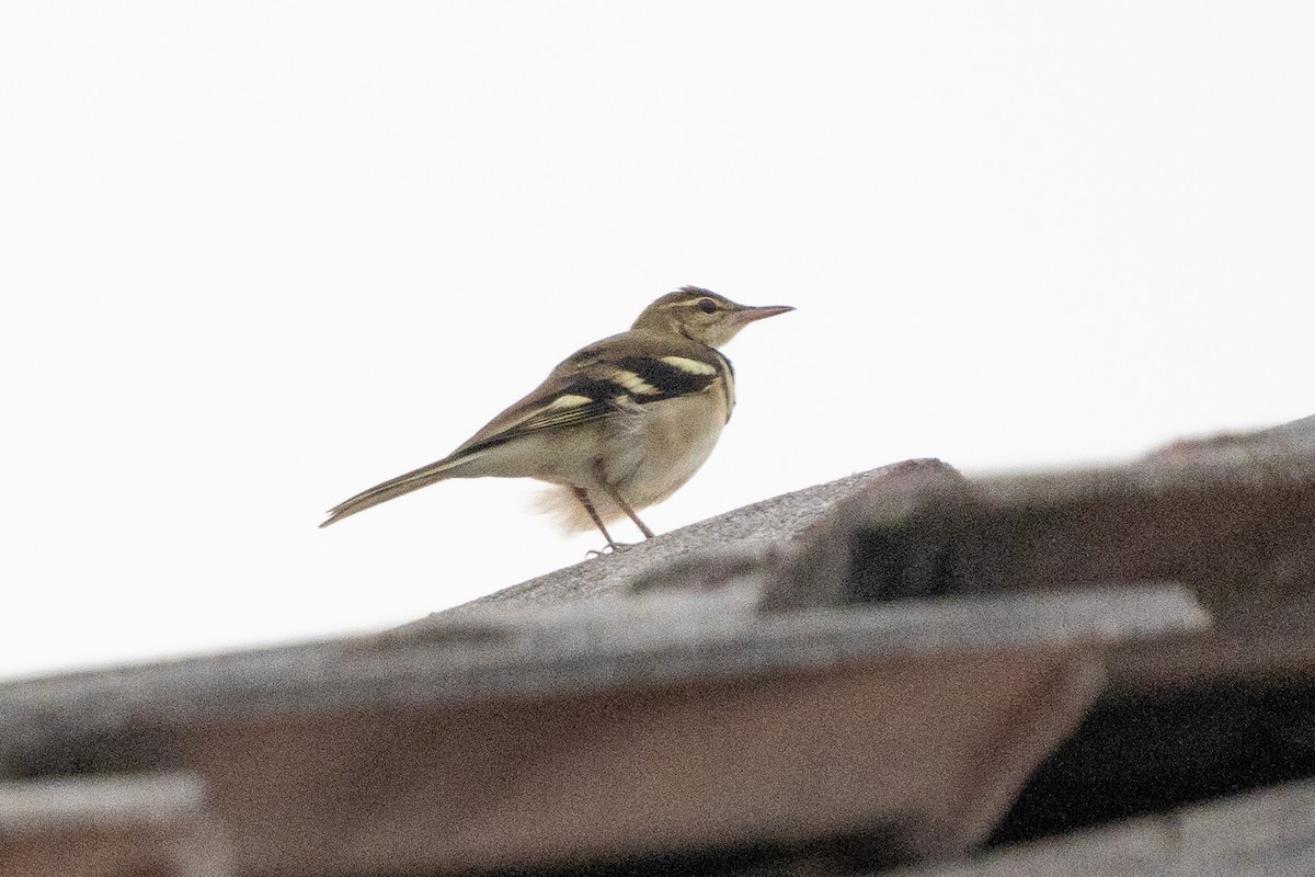 Forest Wagtail - ML638359411