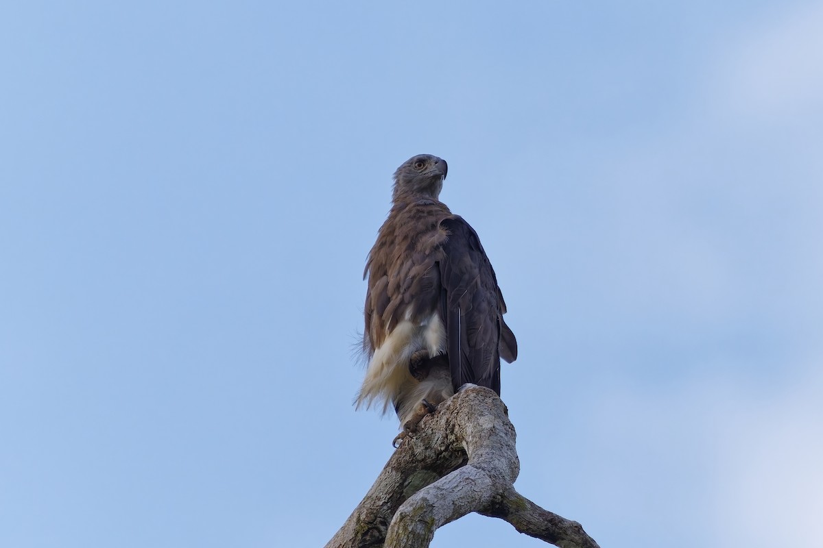 Gray-headed Fish-Eagle - ML638359412