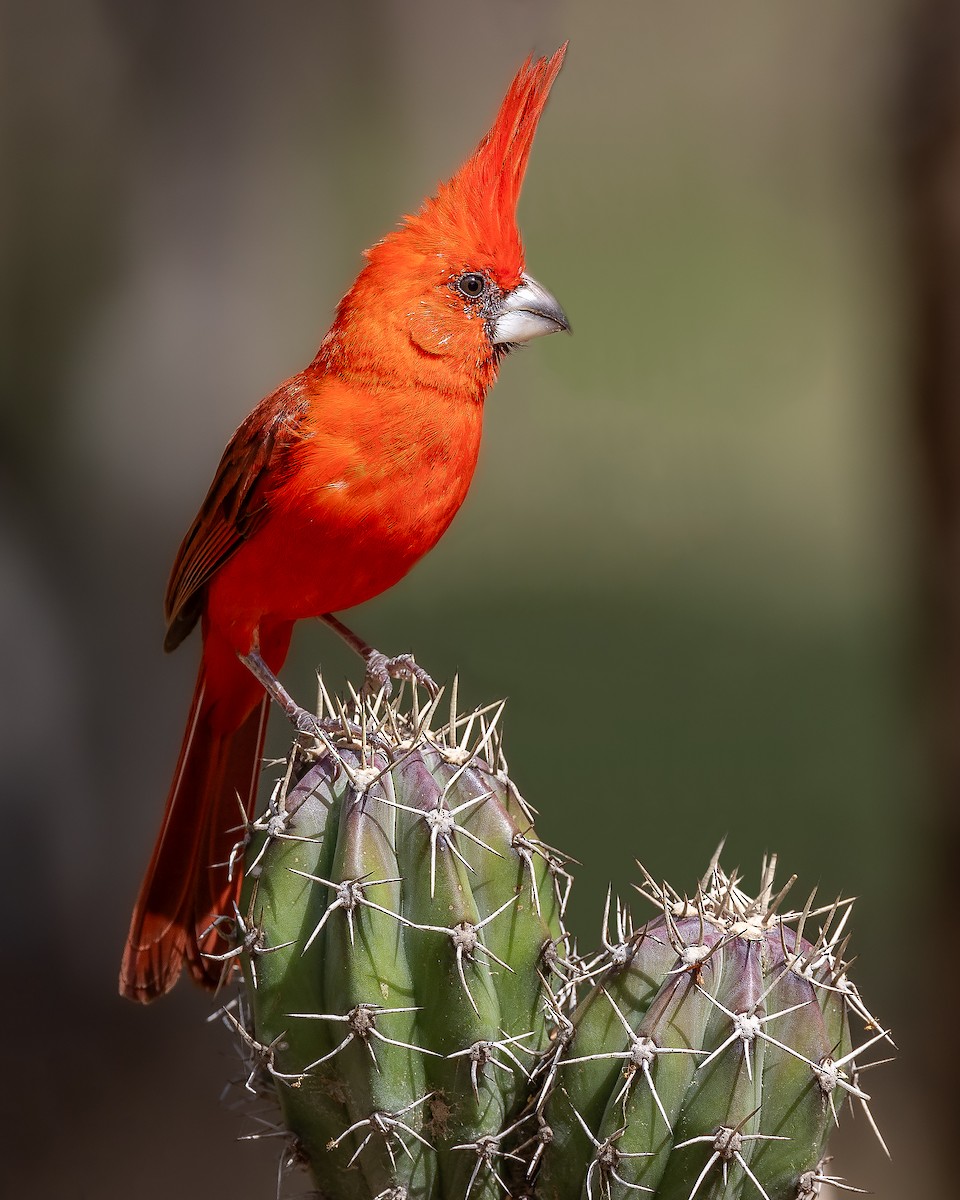 Cardenal de la Guajira - ML638359413
