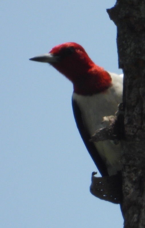 Red-headed Woodpecker - ML638359459