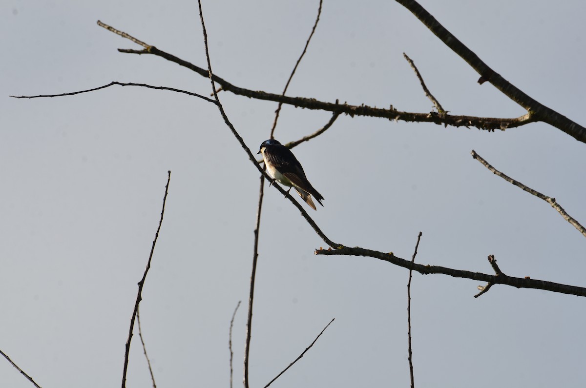 Golondrina Bicolor - ML638359476