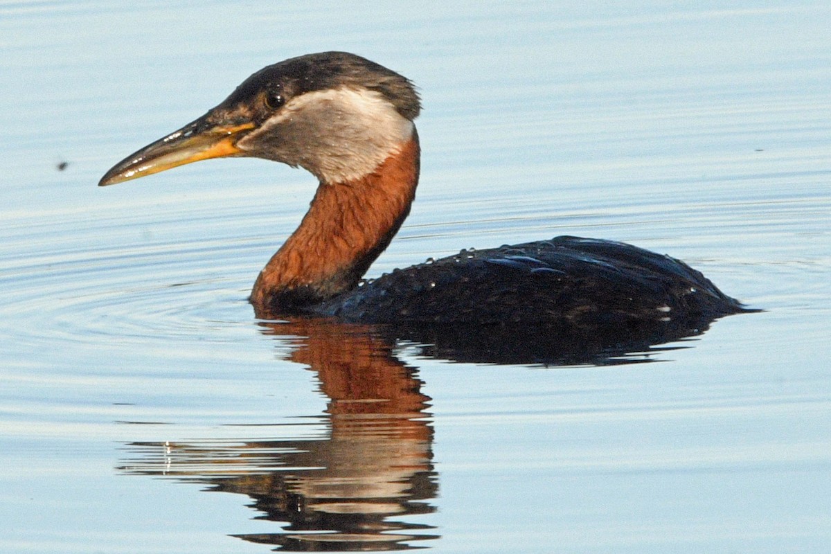 Red-necked Grebe - ML638359477
