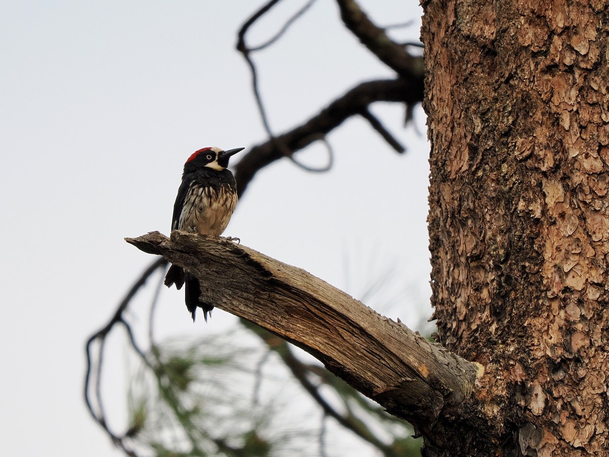 Acorn Woodpecker - ML638359486
