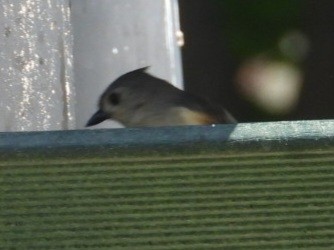 Tufted Titmouse - ML638359495