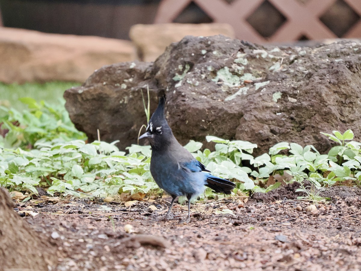 Steller's Jay - ML638359500