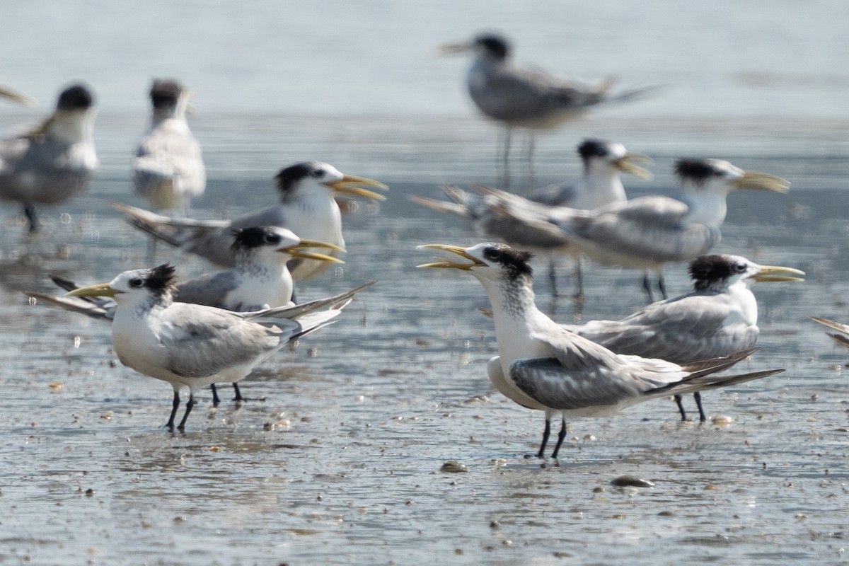 Great Crested Tern - ML638359504