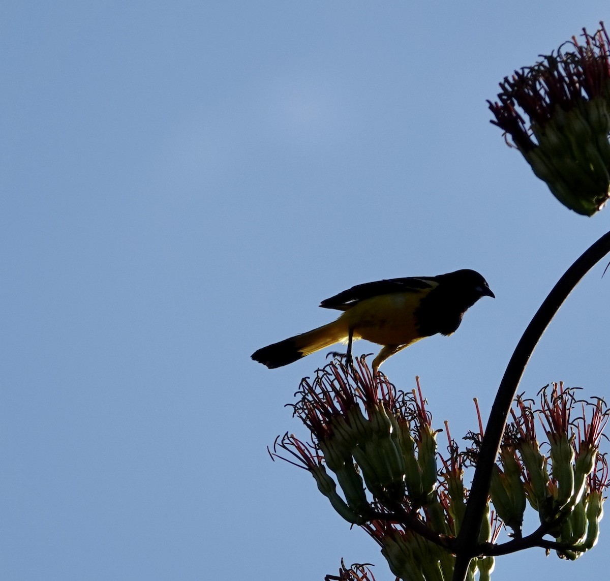 Scott's Oriole - ML638359505