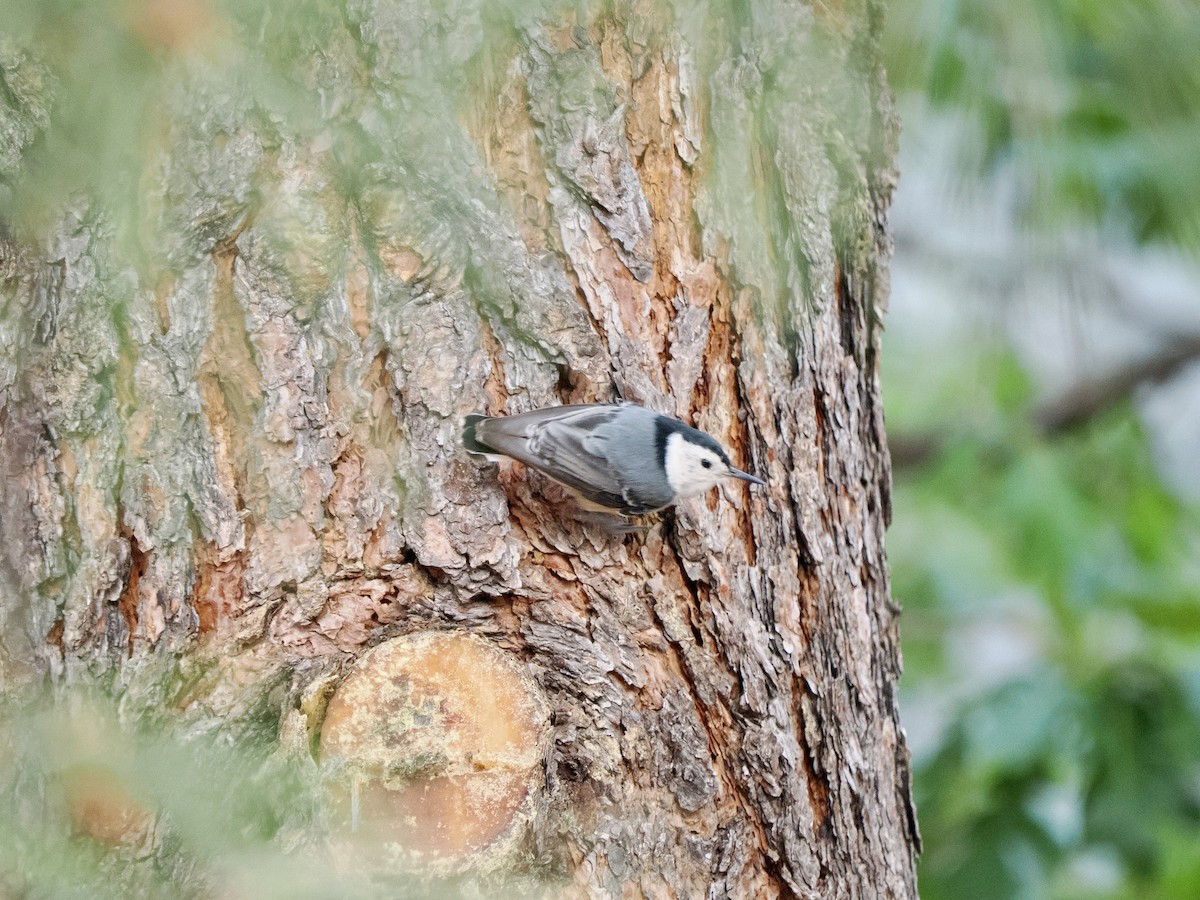 White-breasted Nuthatch - ML638359520