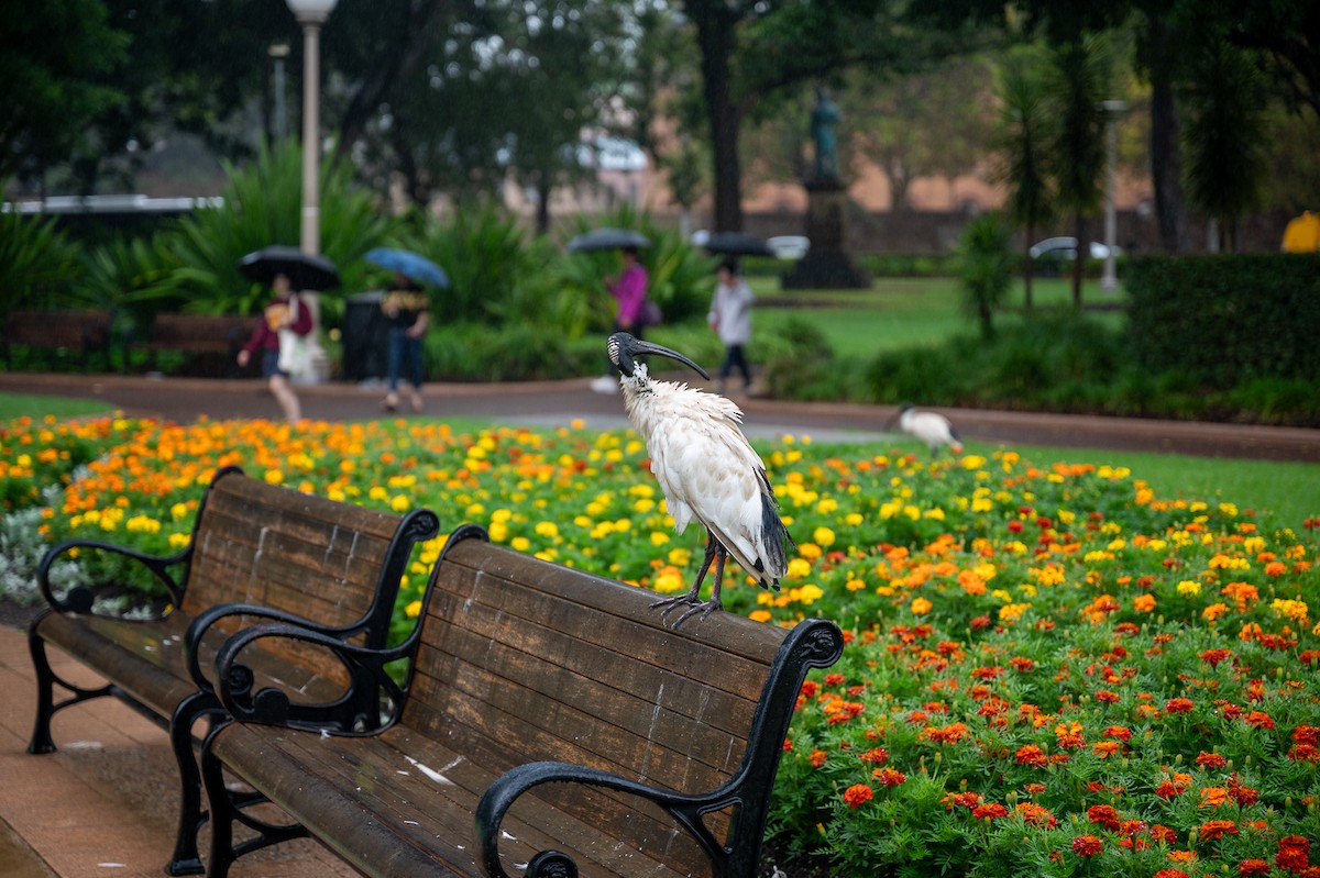 Australian Ibis - ML638359538