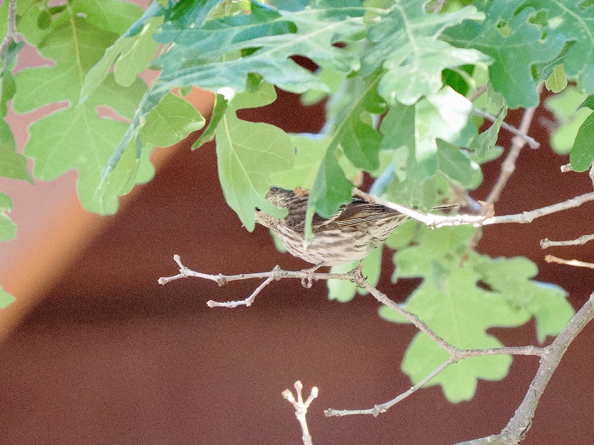 Pine Siskin - ML638359541