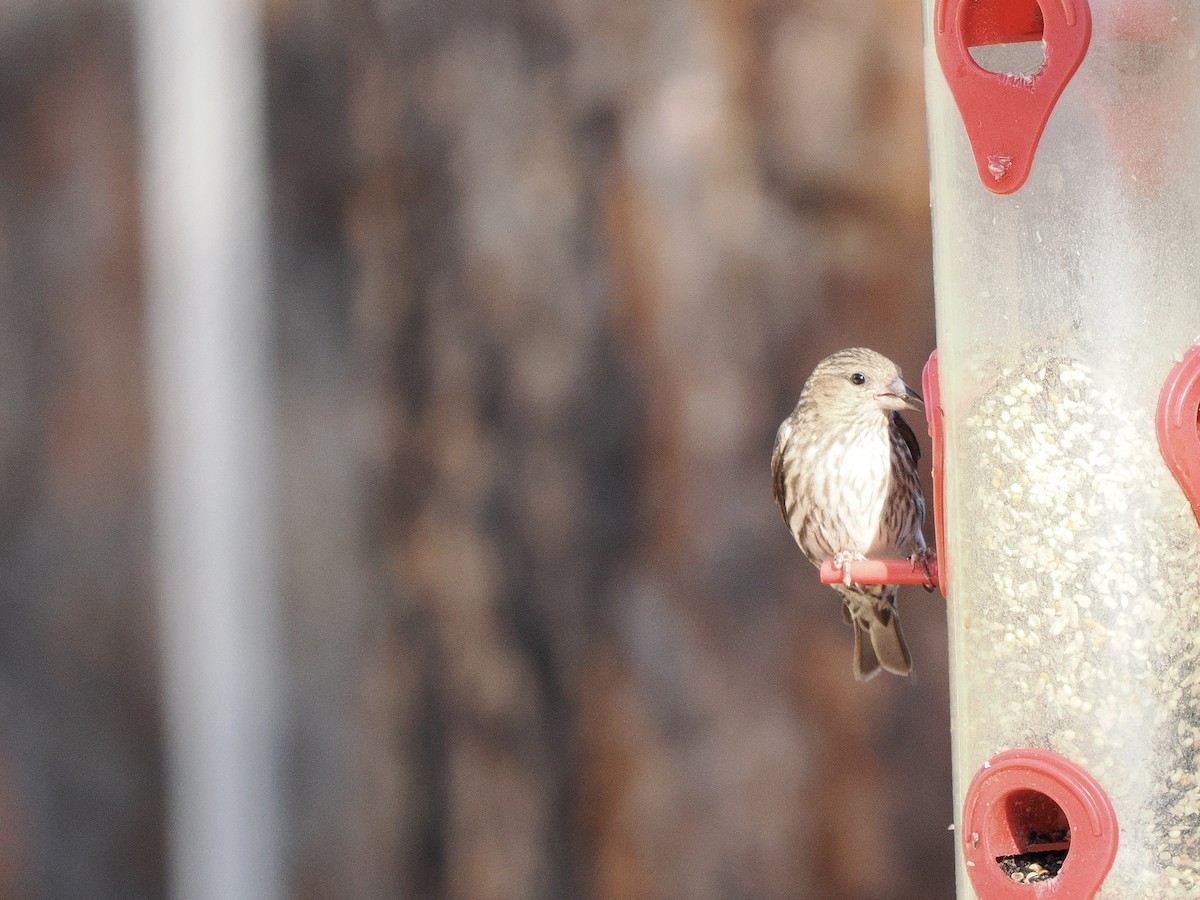 Pine Siskin - ML638359542