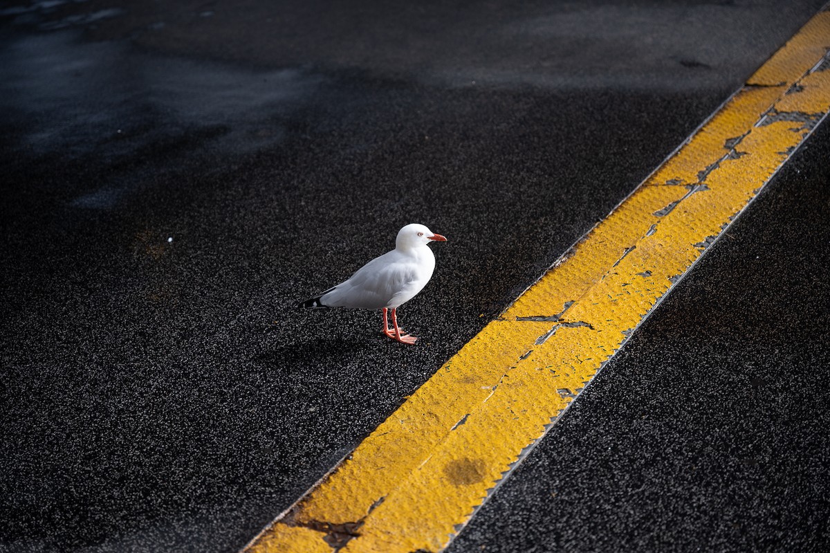 Silver Gull - ML638359544