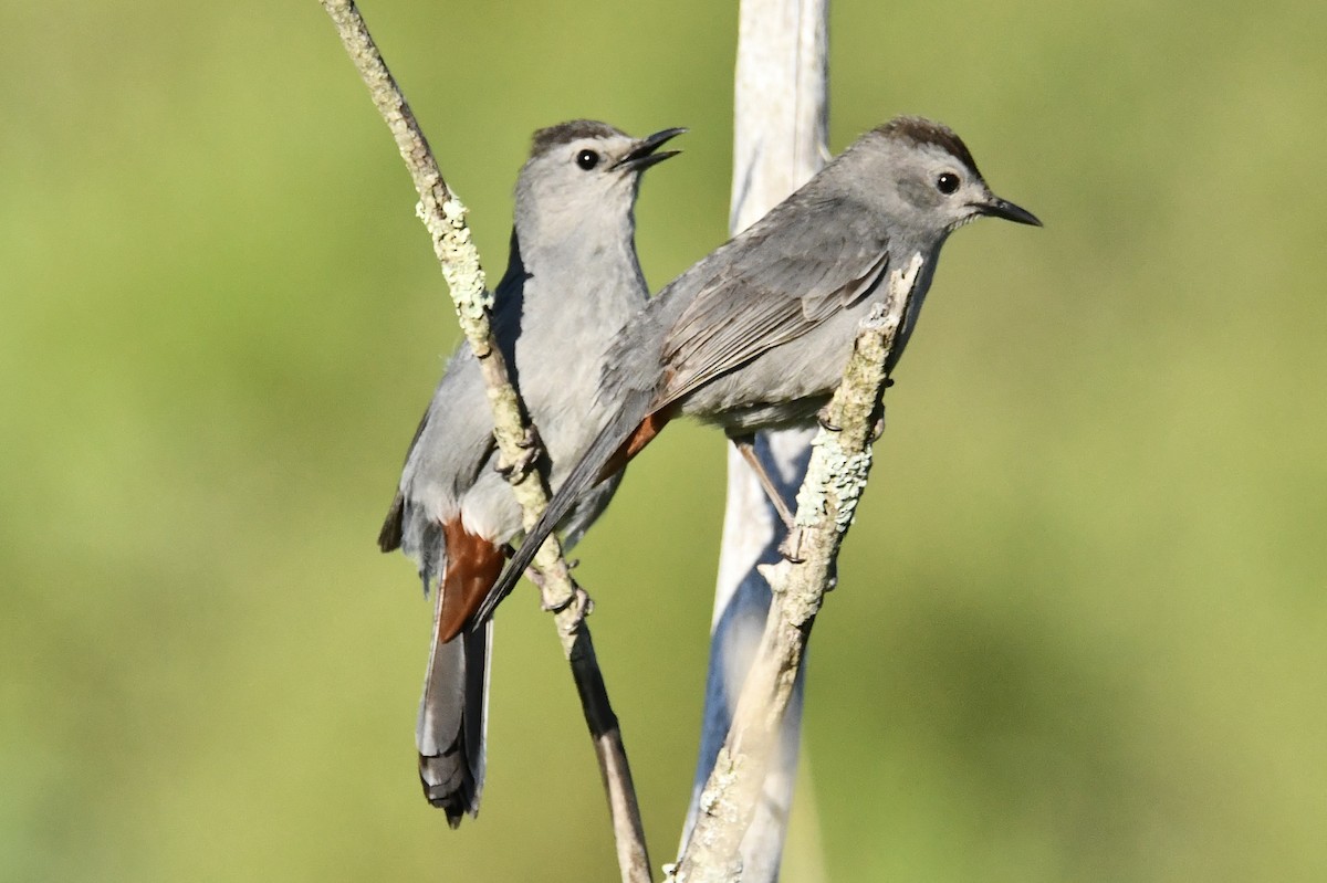 ימימן אמריקני - ML638359548