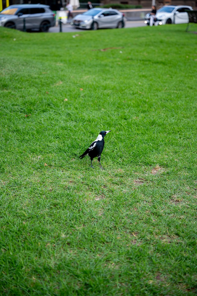 Australian Magpie - ML638359549