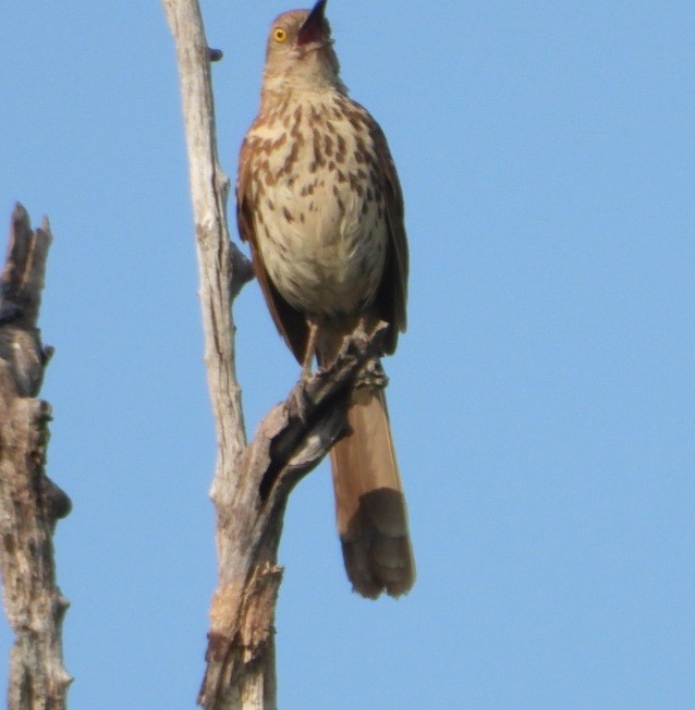 דשוש חום - ML638359553