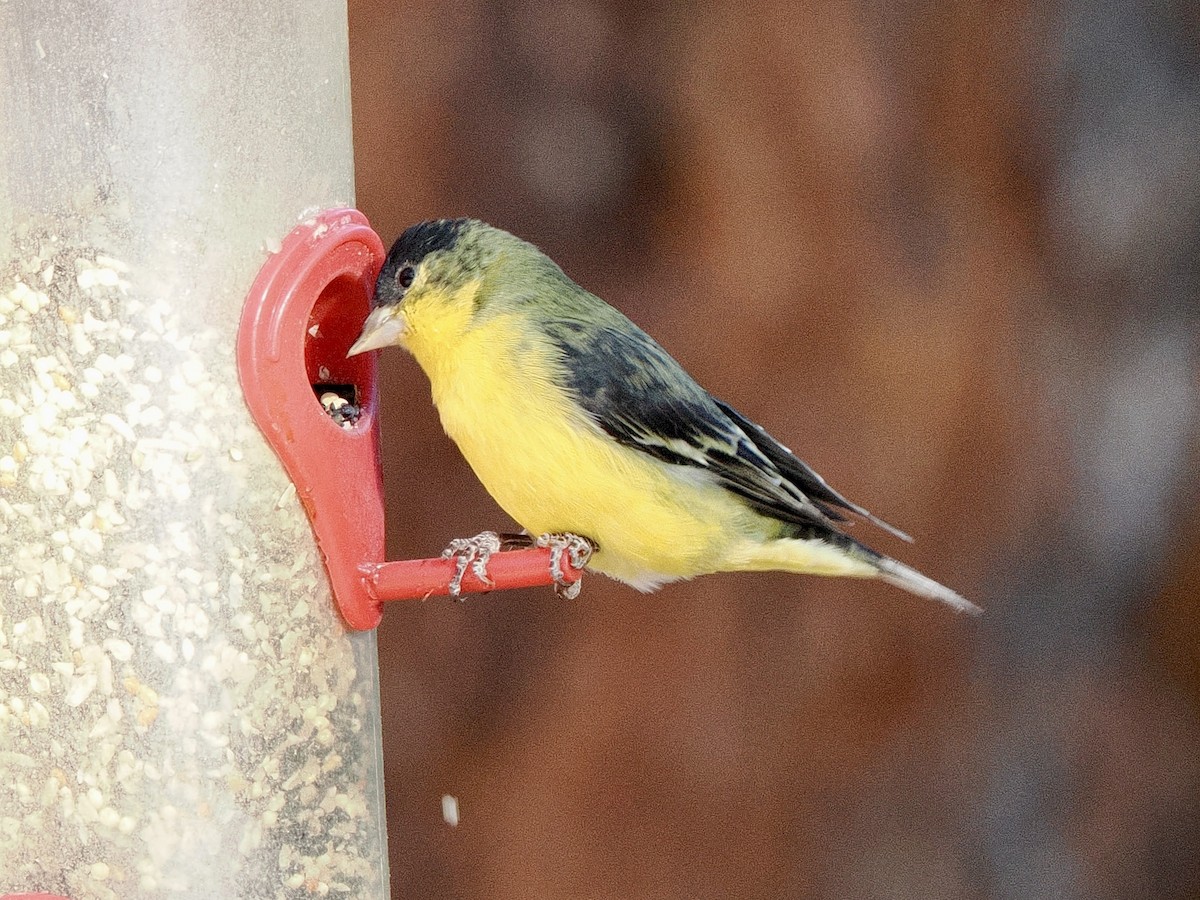 Lesser Goldfinch - ML638359568