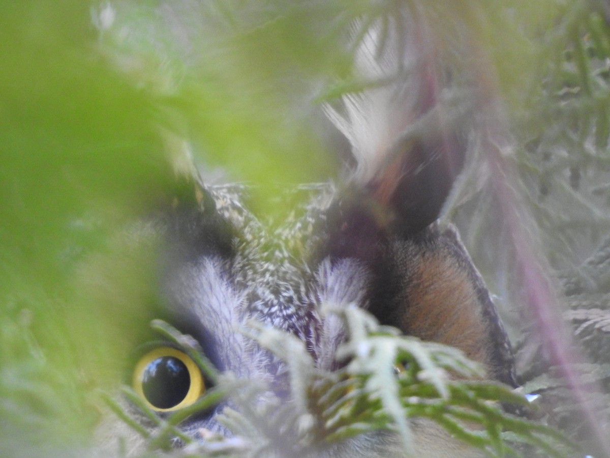 長耳鴞 - ML638359569