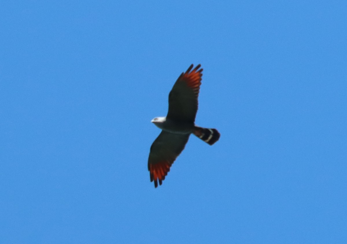 Plumbeous Kite - ML638359587