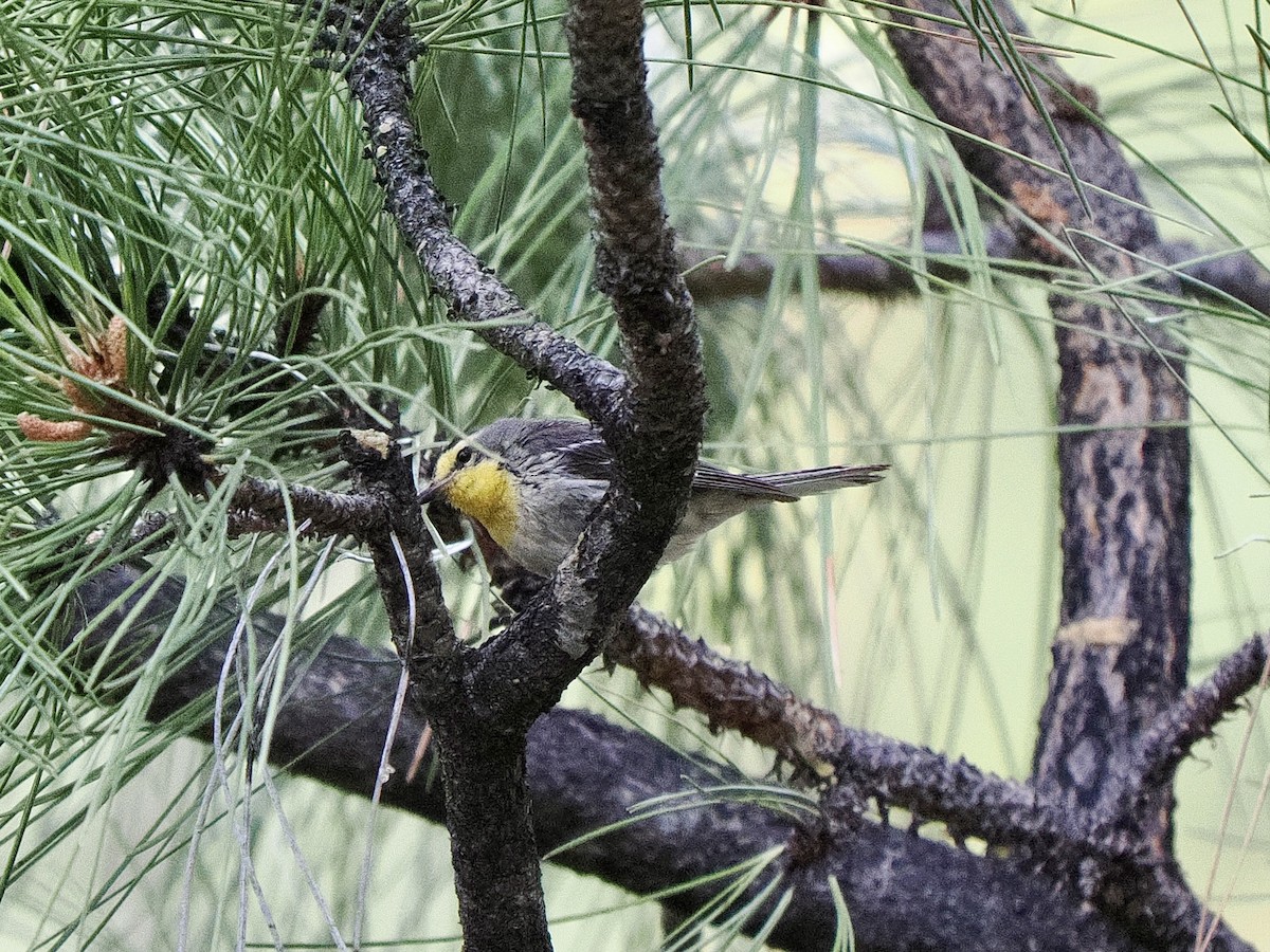Grace's Warbler - ML638359590