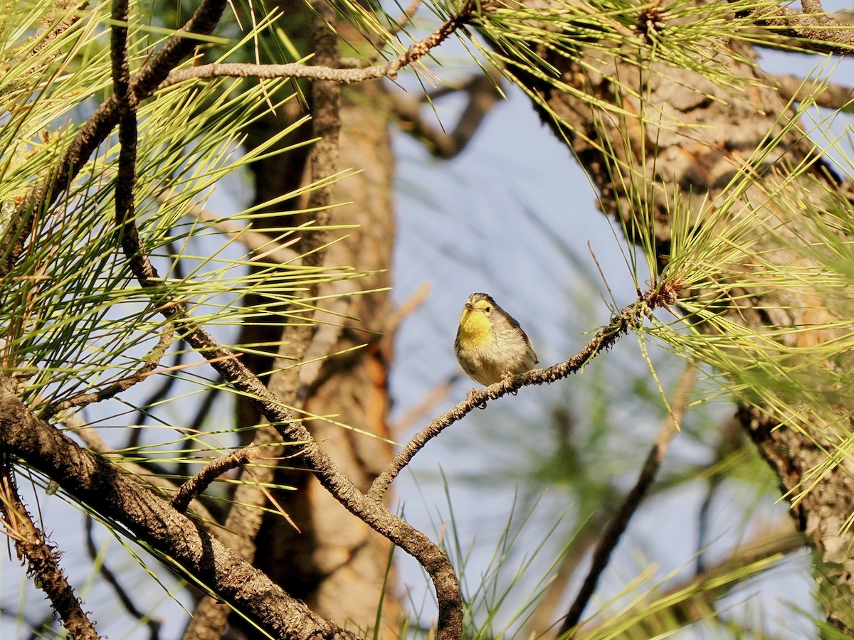 Grace's Warbler - ML638359591