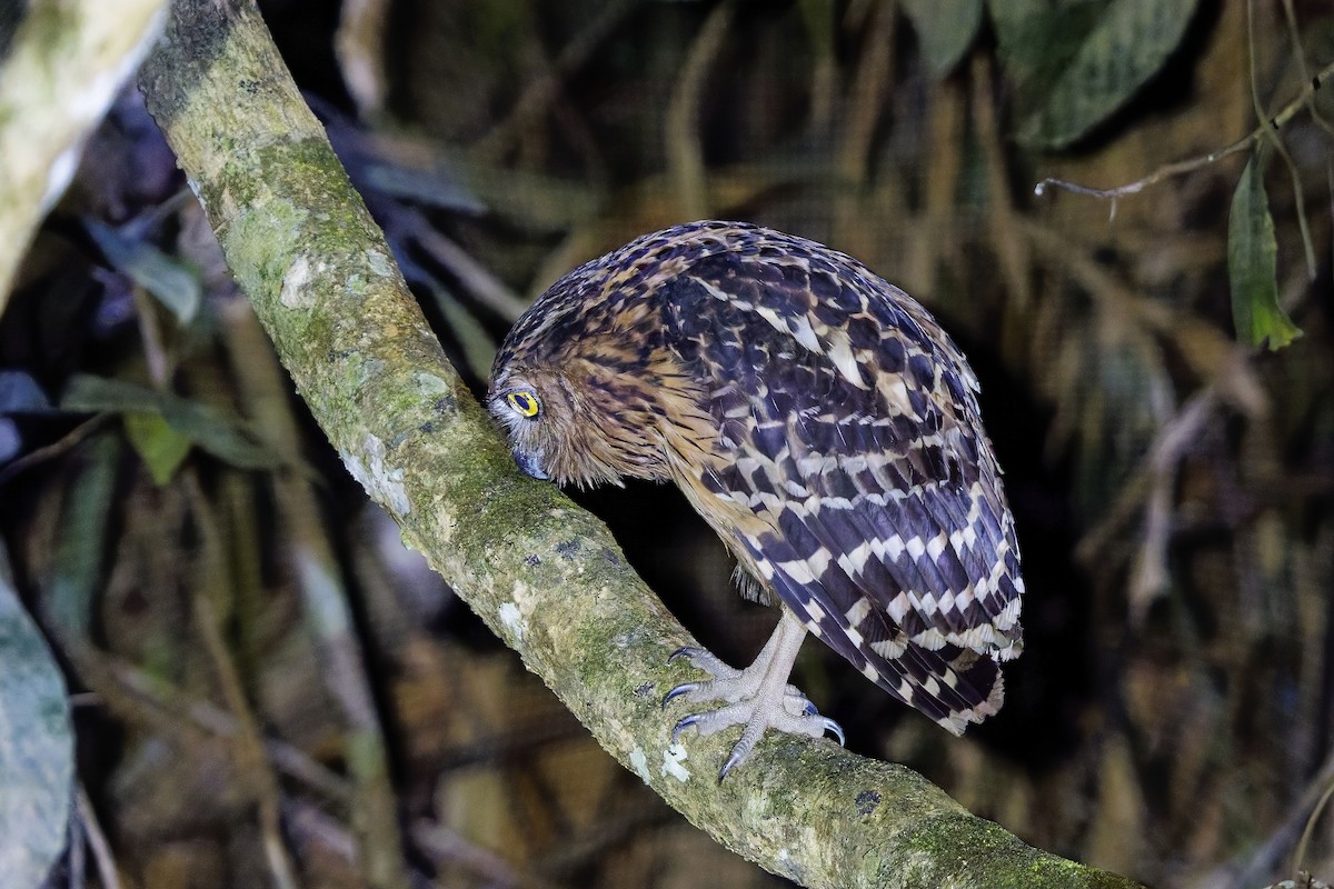 Buffy Fish-Owl - ML638359593