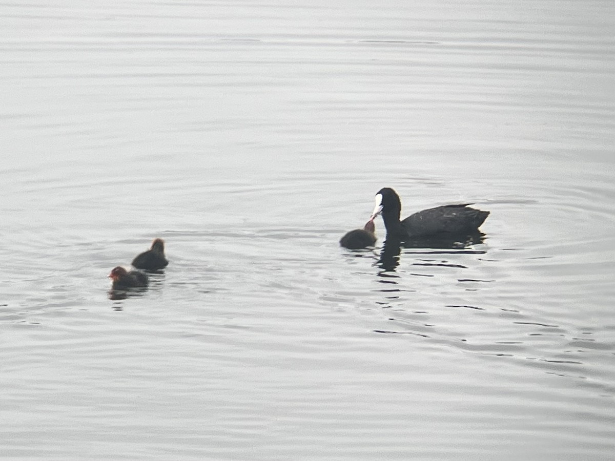 Eurasian Coot - ML638359595