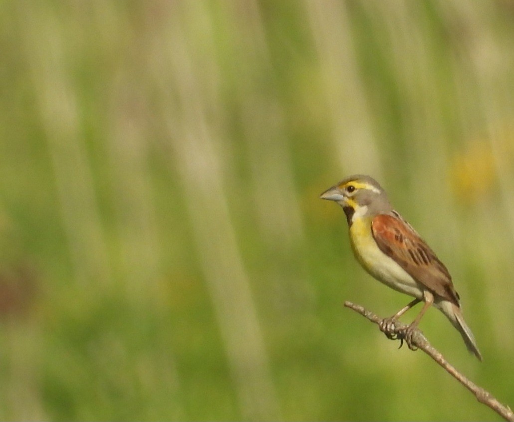 Dickcissel - ML638359596