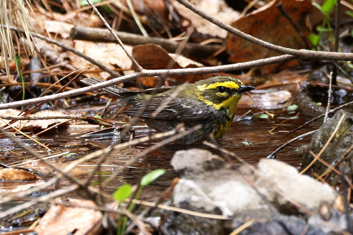 Townsend's Warbler - ML638359597