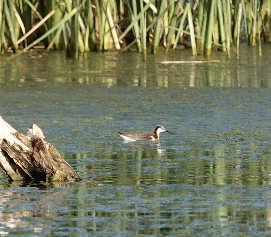 Wilson's Phalarope - ML638359598