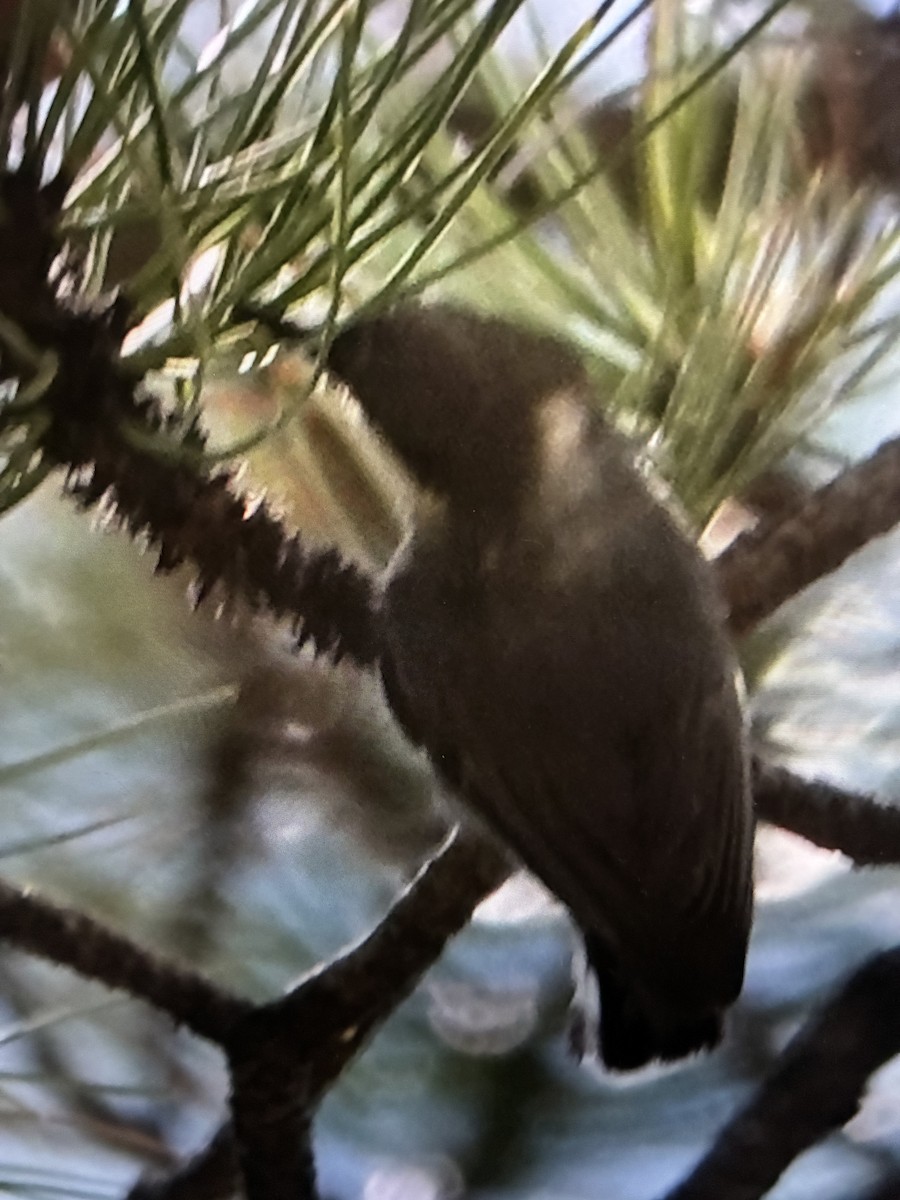 Pygmy Nuthatch - ML638359600