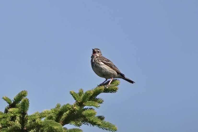 Tree Pipit - ML638359601
