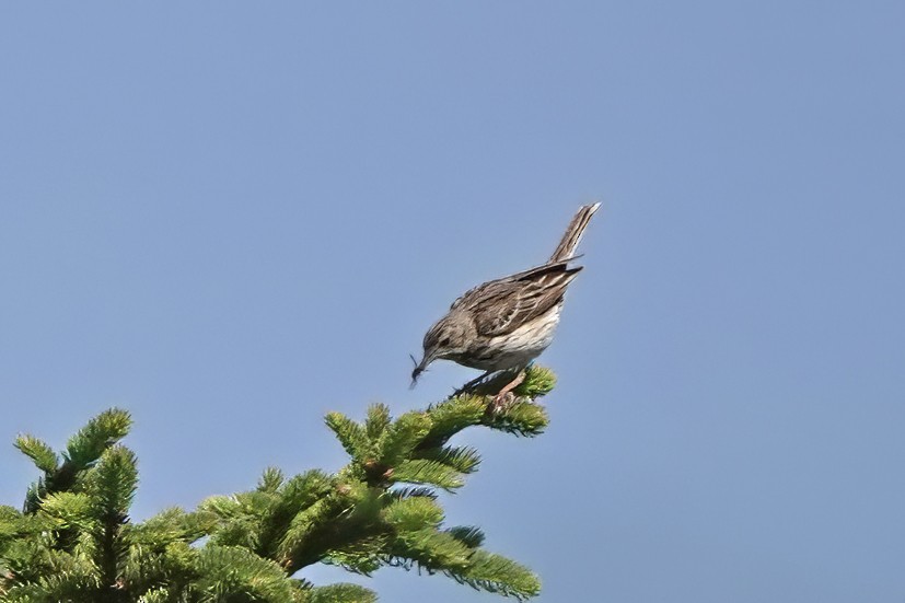 Tree Pipit - ML638359602