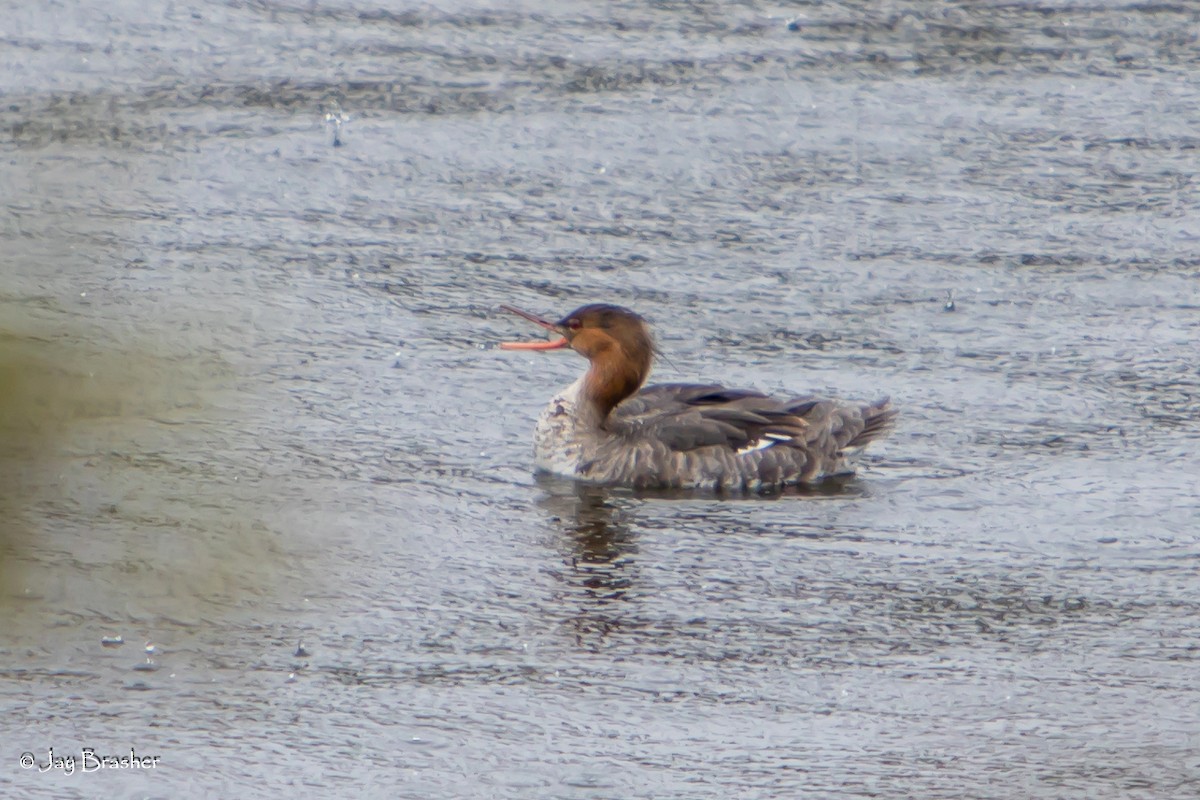 Red-breasted Merganser - ML638359604