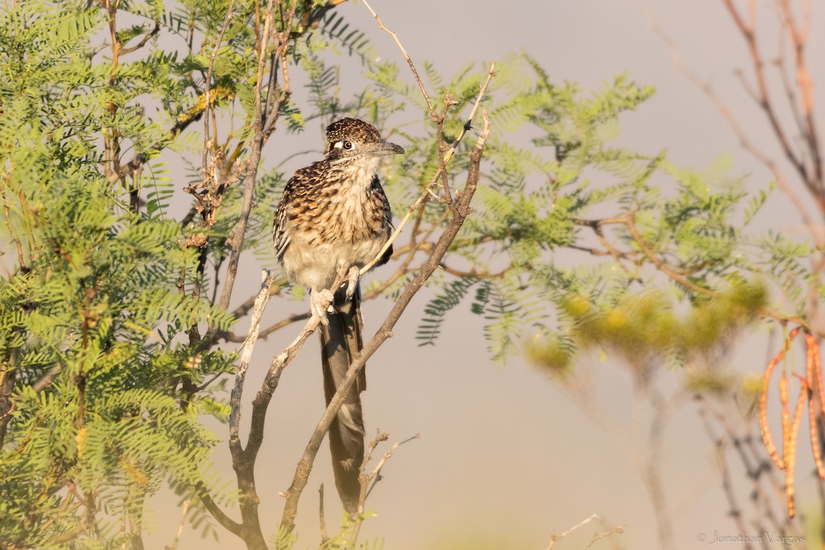 Greater Roadrunner - ML638359607