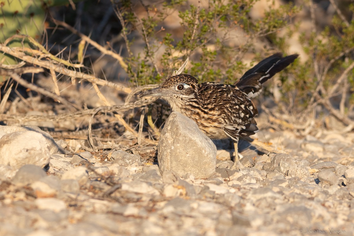Greater Roadrunner - ML638359608