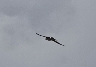 Violet-green Swallow - ML638359609