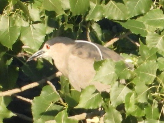 Black-crowned Night Heron - ML638359610