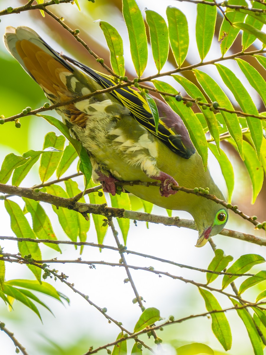 Thick-billed Green-Pigeon - ML638359611