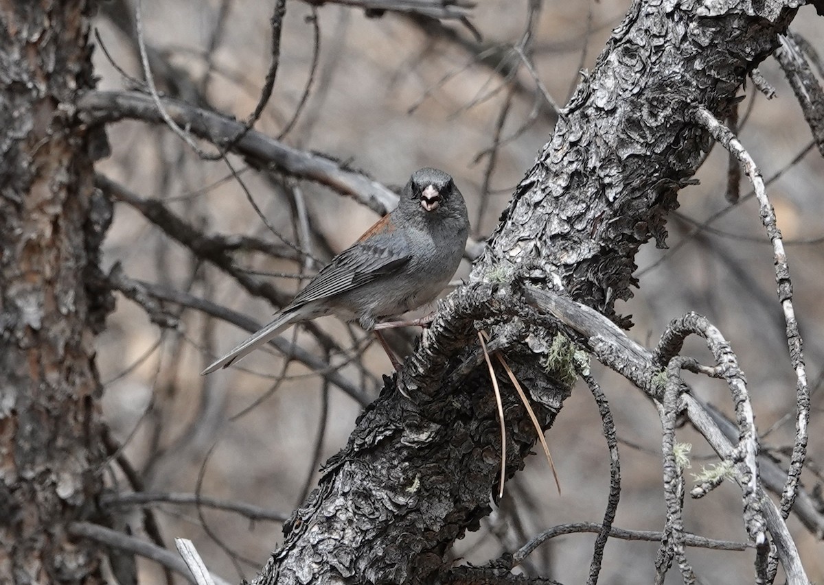 Dark-eyed Junco - ML638359612